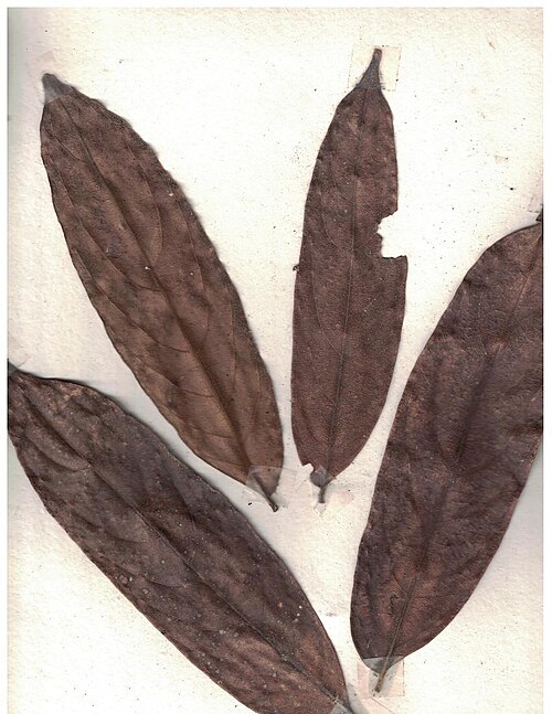 Drypetes malabarica: Herbarium scans from Shankarakkudi, Anamalai Hills