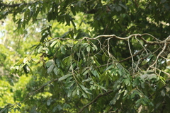 Drypetes malabarica (Drypetes malabarica)
