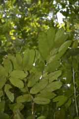 Drypetes malabarica (Drypetes malabarica)