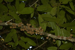 Drypetes malabarica (Drypetes malabarica)