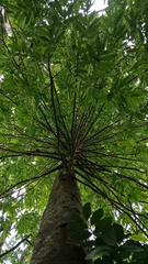 Drypetes malabarica (Drypetes malabarica)