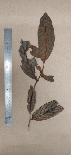 Drypetes malabarica (Drypetes malabarica)
