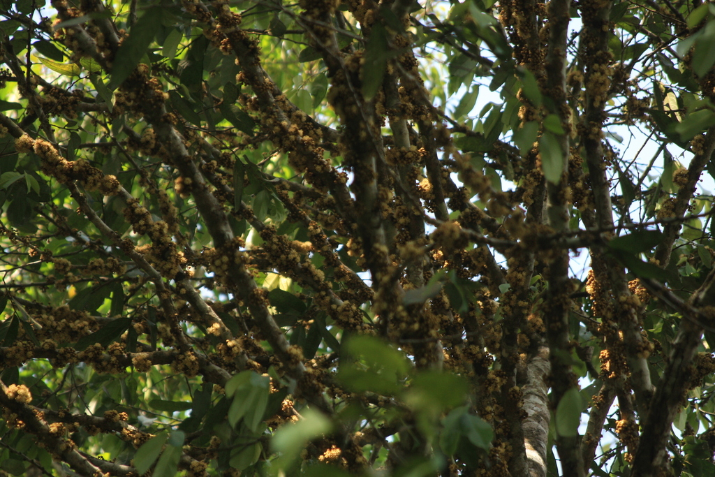 Drypetes malabarica (Drypetes malabarica)