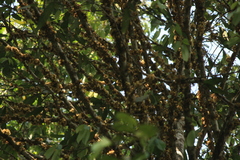 Drypetes malabarica (Drypetes malabarica)