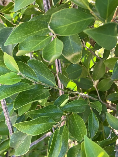 Drypetes reticulata (Drypetes reticulata)