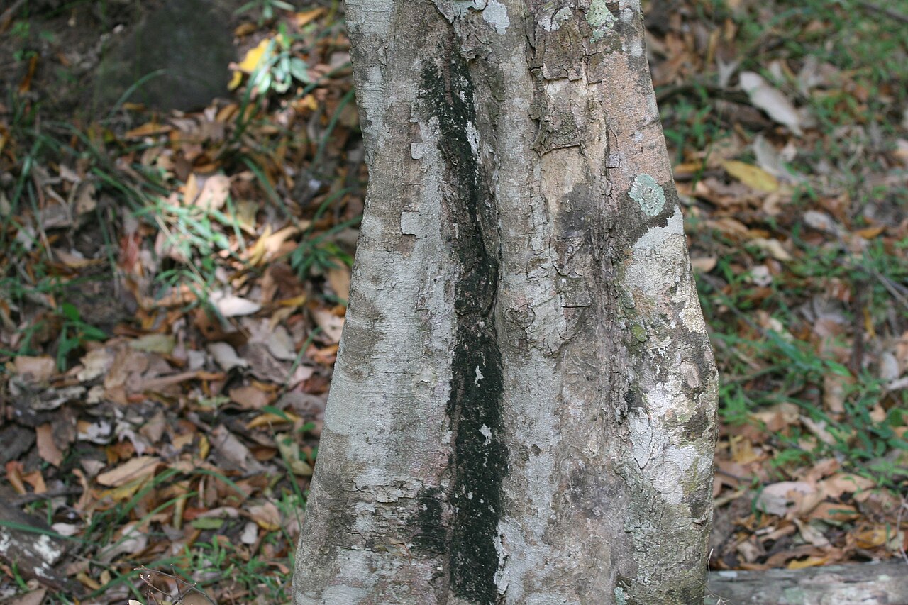 Drypetes sepiaria: Weeera (වීර) stem