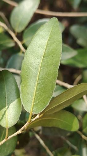 Drypetes sepiaria (Drypetes sepiaria)