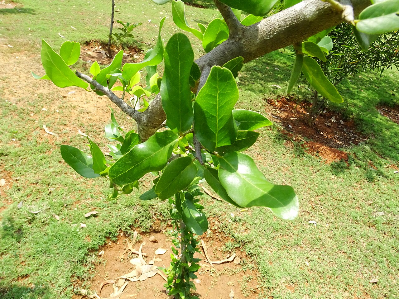 Drypetes sepiaria: Drypetes sepiaria seen in Amruth Herbal Gardens (Transdisciplinary University) Bangalore