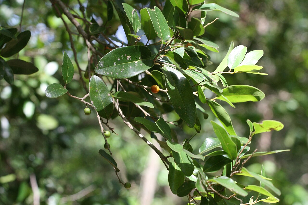 Drypetes sepiaria: At Kandalama