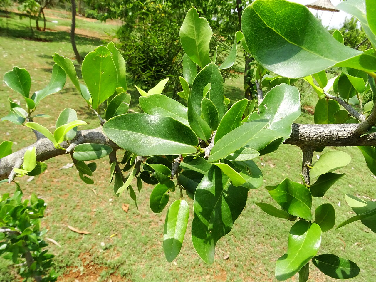 Drypetes sepiaria: Drypetes sepiaria seen in Amruth Herbal Gardens (Transdisciplinary University) Bangalore