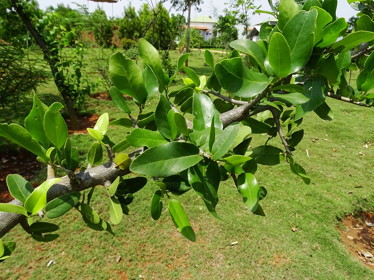 Drypetes sepiaria: Drypetes sepiaria seen in Amruth Herbal Gardens (Transdisciplinary University) Bangalore