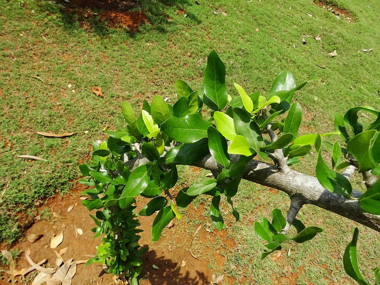 Drypetes sepiaria: Drypetes sepiaria seen in Amruth Herbal Gardens (Transdisciplinary University) Bangalore