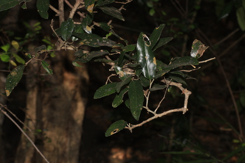 Drypetes sepiaria (Drypetes sepiaria)