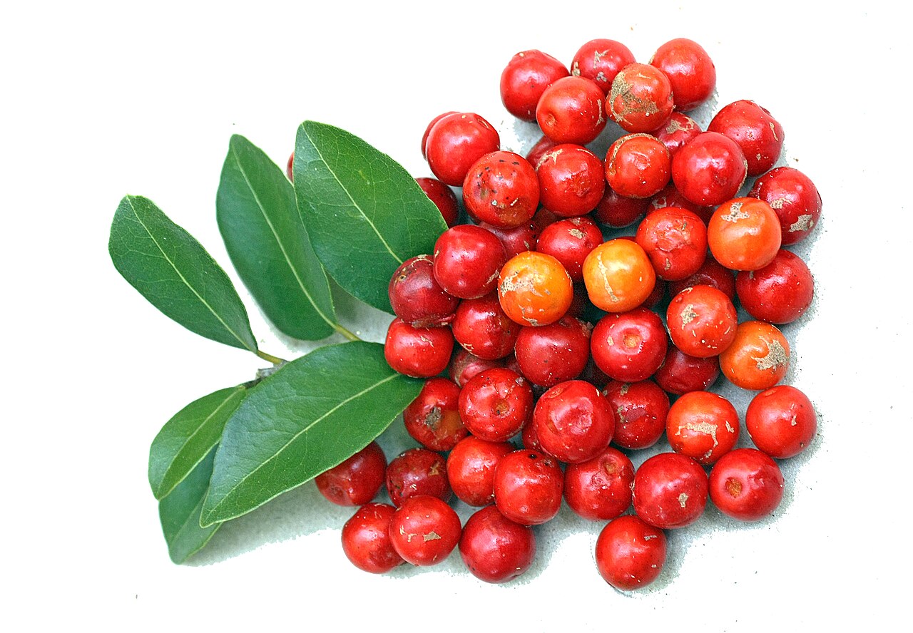 Drypetes sepiaria: Drypetes sepiaria fruits & leaves