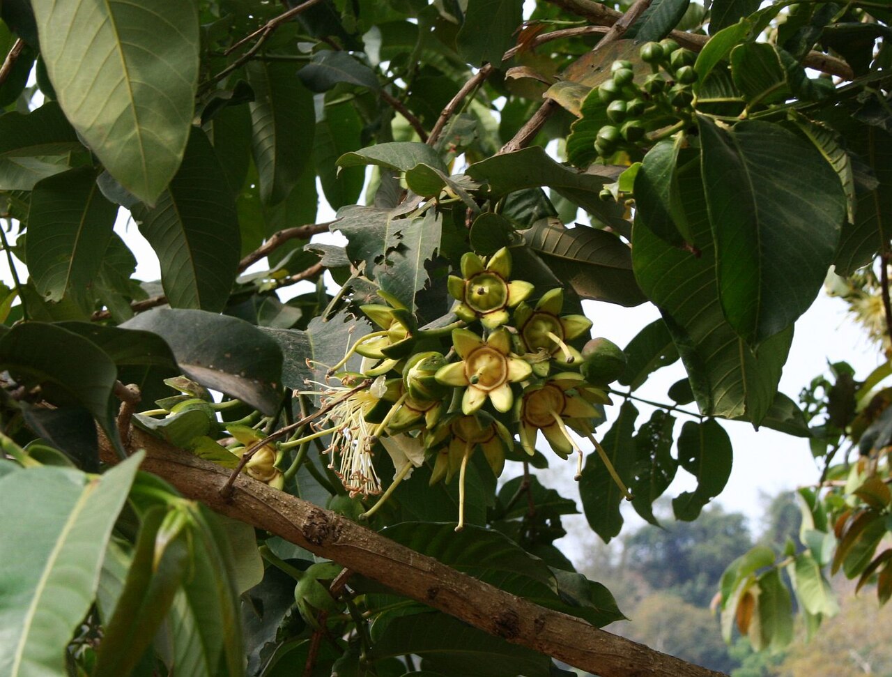 Duabanga grandiflora: Duabanga grandiflora , Weiderichgewächse (Lythraceae) − Laos: Dorf in der Nähe von Moung Ou Tai (Yot Ou)