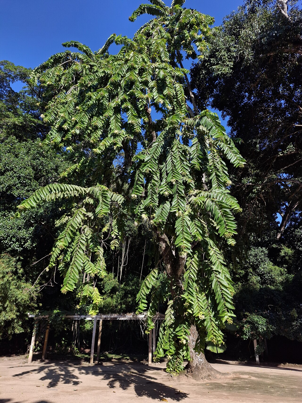 Duabanga grandiflora: Lampati ( Duabanga grandiflora ) in Brazil