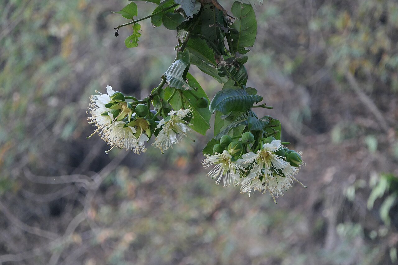 Duabanga grandiflora: Duabanga grandiflora (Roxb. ex DC.) Walp.