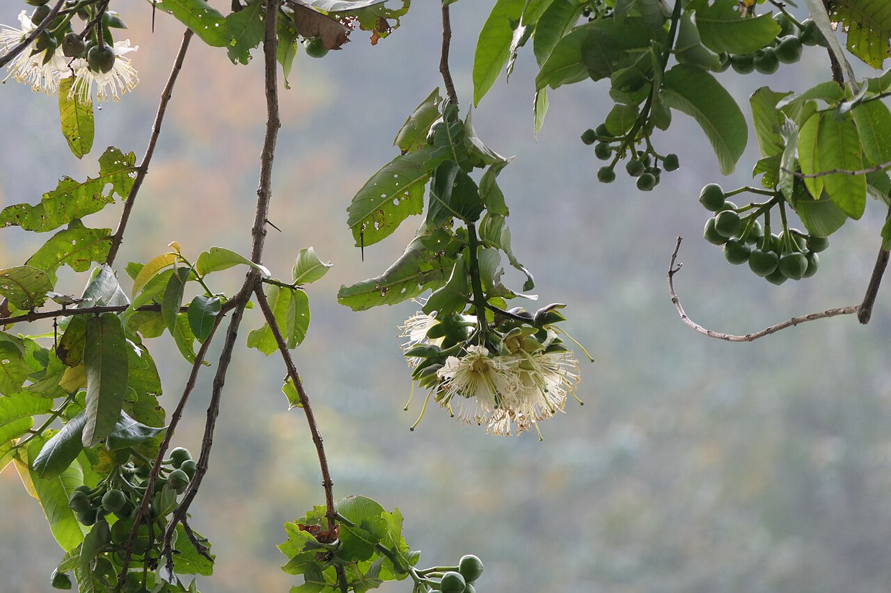 Duabanga grandiflora: Duabanga grandiflora (Roxb. ex DC.) Walp.