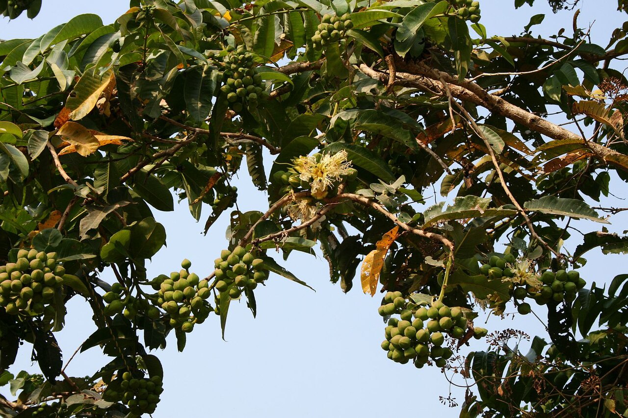 Duabanga grandiflora: Duabanga grandiflora , Weiderichgewächse (Lythraceae) − Laos: Dorf in der Nähe von Moung Ou Tai (Yot Ou)
