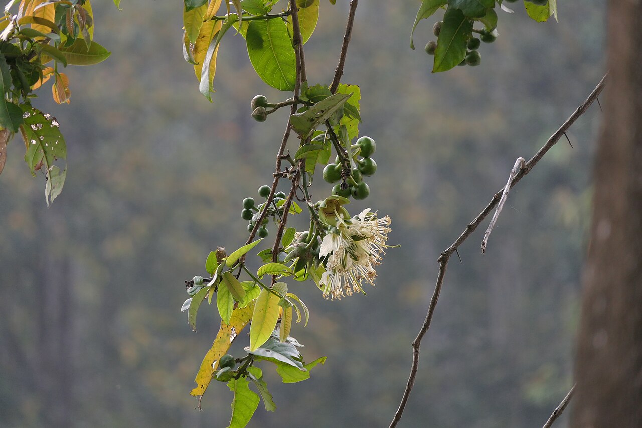 Duabanga grandiflora: Duabanga grandiflora (Roxb. ex DC.) Walp.