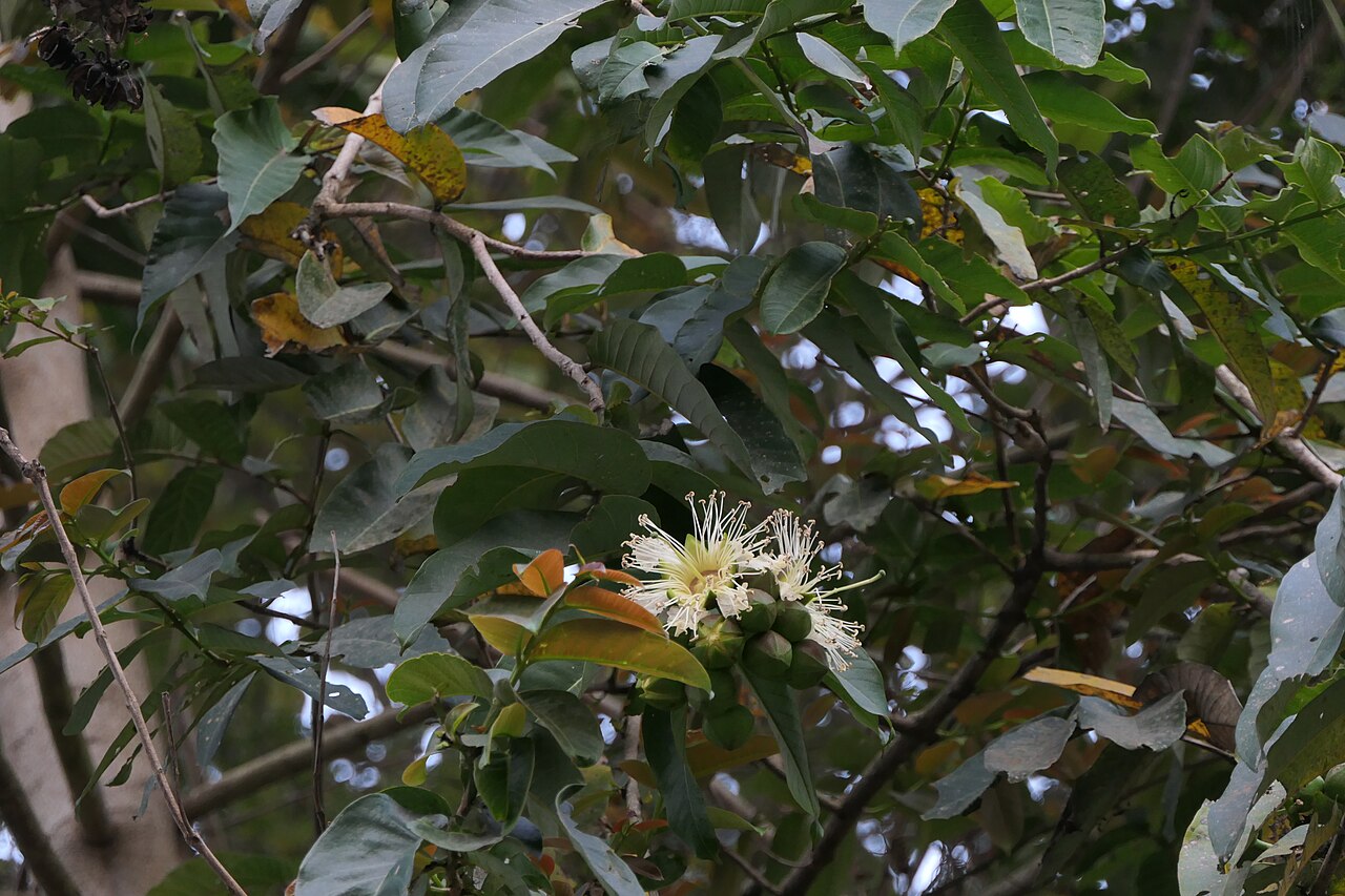 Duabanga grandiflora: Duabanga grandiflora (Roxb. ex DC.) Walp.