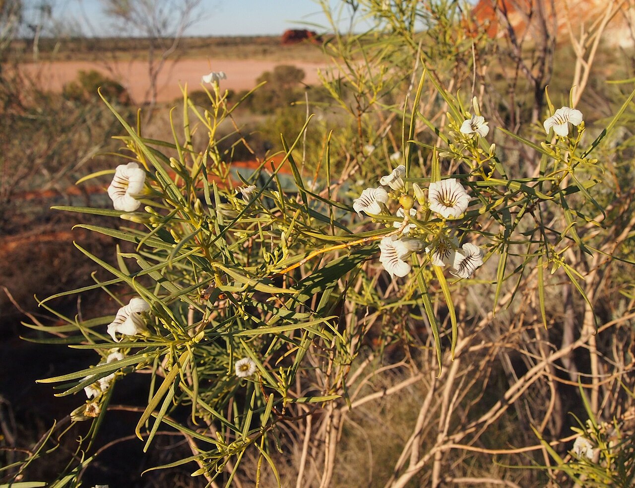 Pituri: Duboisia hopwoodii