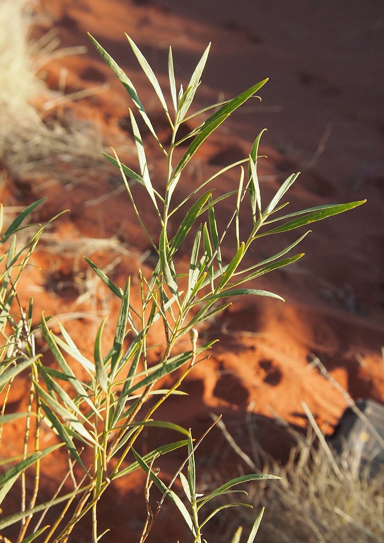 Pituri: Duboisia hopwoodii foliage