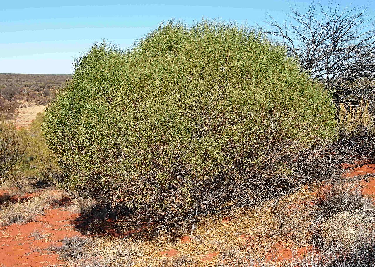 Pituri: Duboisia hopwoodii