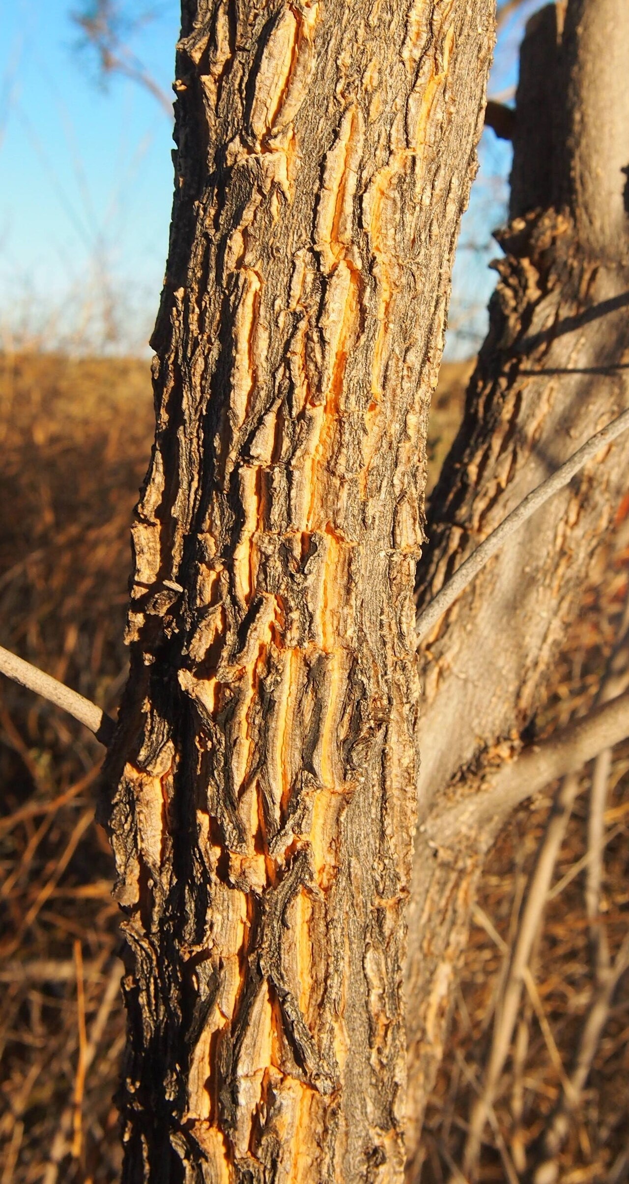 Pituri: Duboisia hopwoodii bark