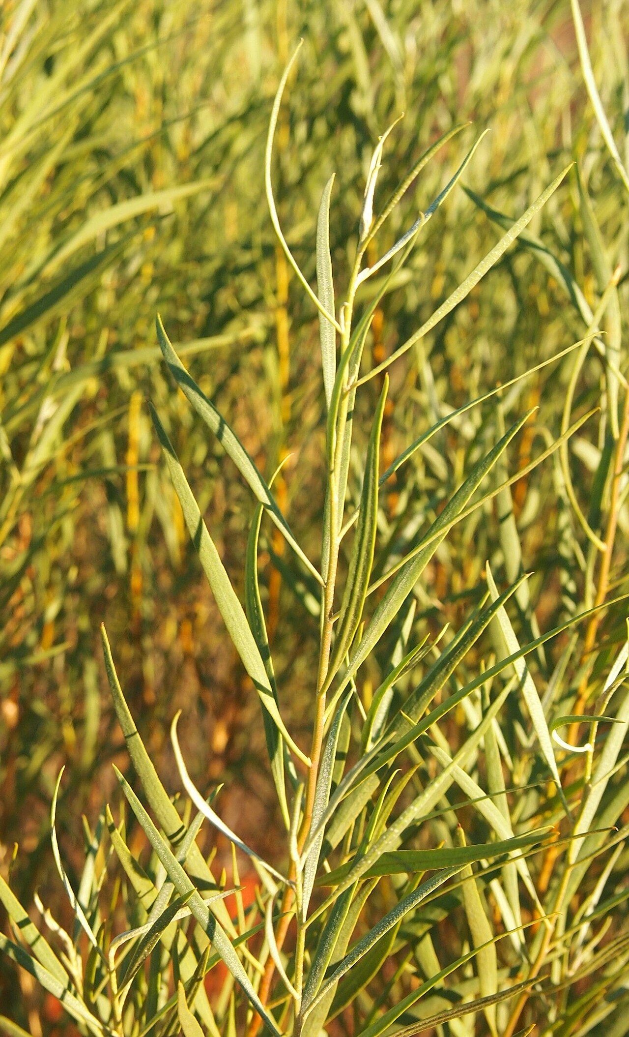 Pituri: Duboisia hopwoodii leaves