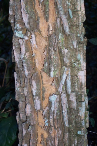Corkwood tree: Duboisia myoporoides bark Wyrrabalong_National_Park