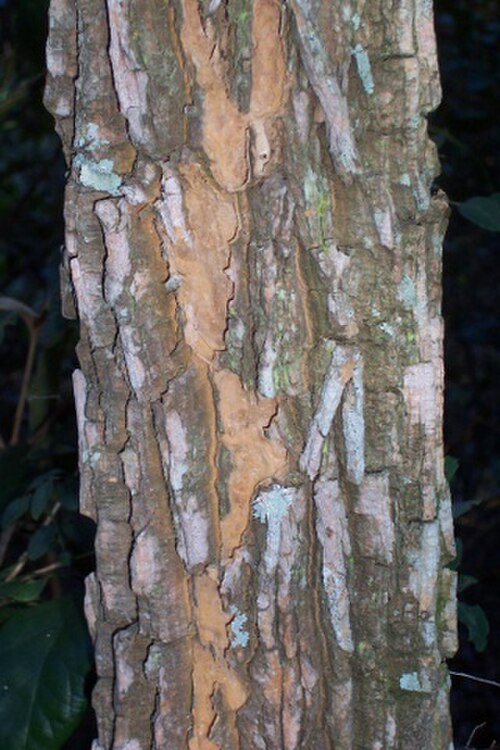 Corkwood tree: Duboisia myoporoides bark Wyrrabalong_National_Park
