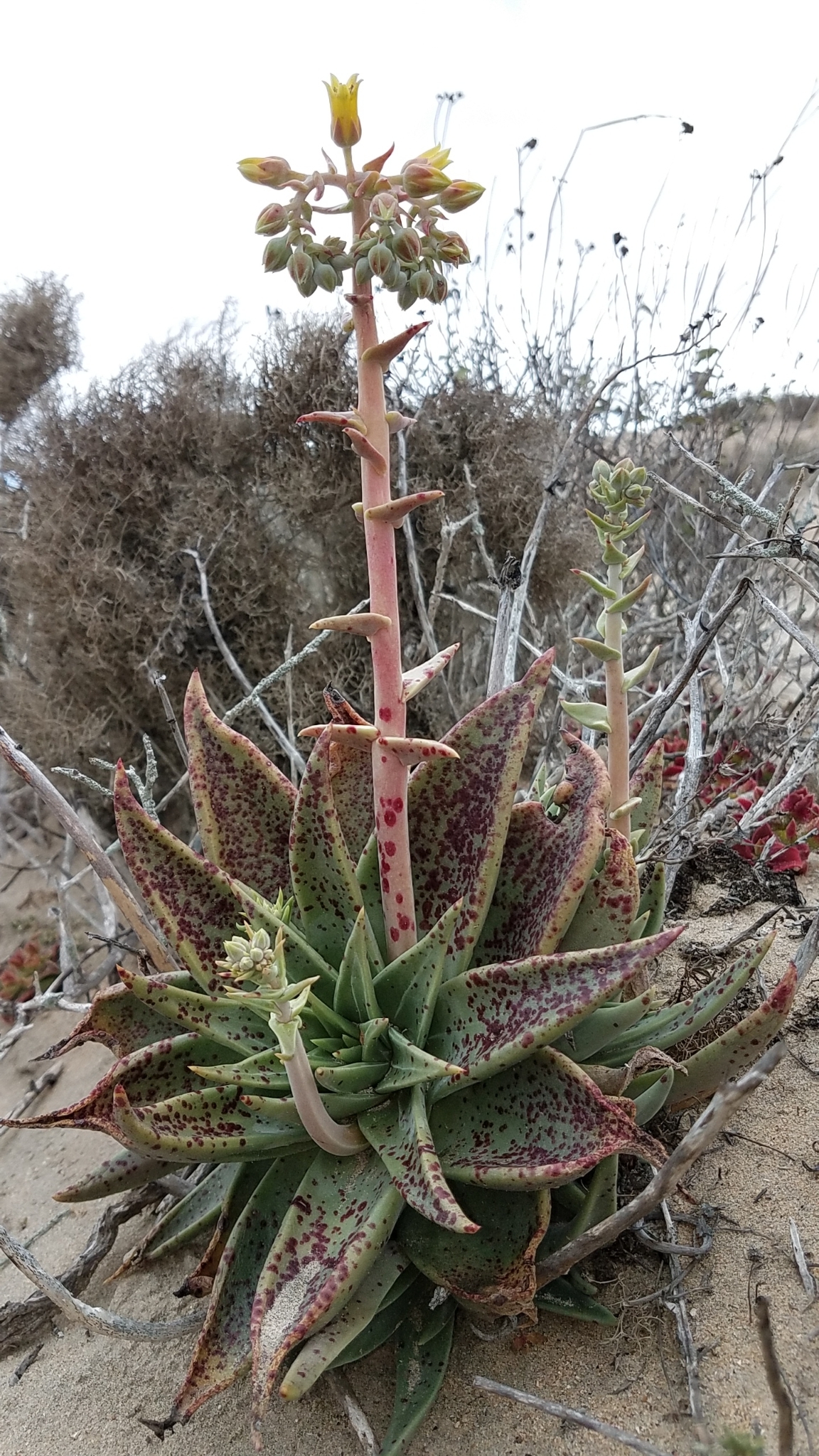 Vizcaino liveforever: Photo of Dudleya acuminata uploaded from iNaturalist .
