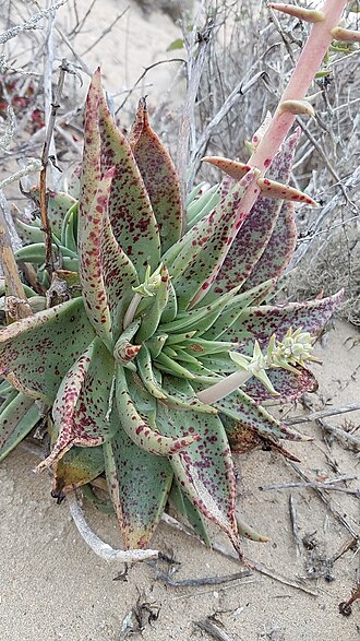 Vizcaino liveforever: Photo of Dudleya acuminata uploaded from iNaturalist .