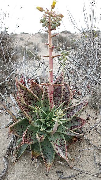 Vizcaino liveforever: Vizcaino Dudleya