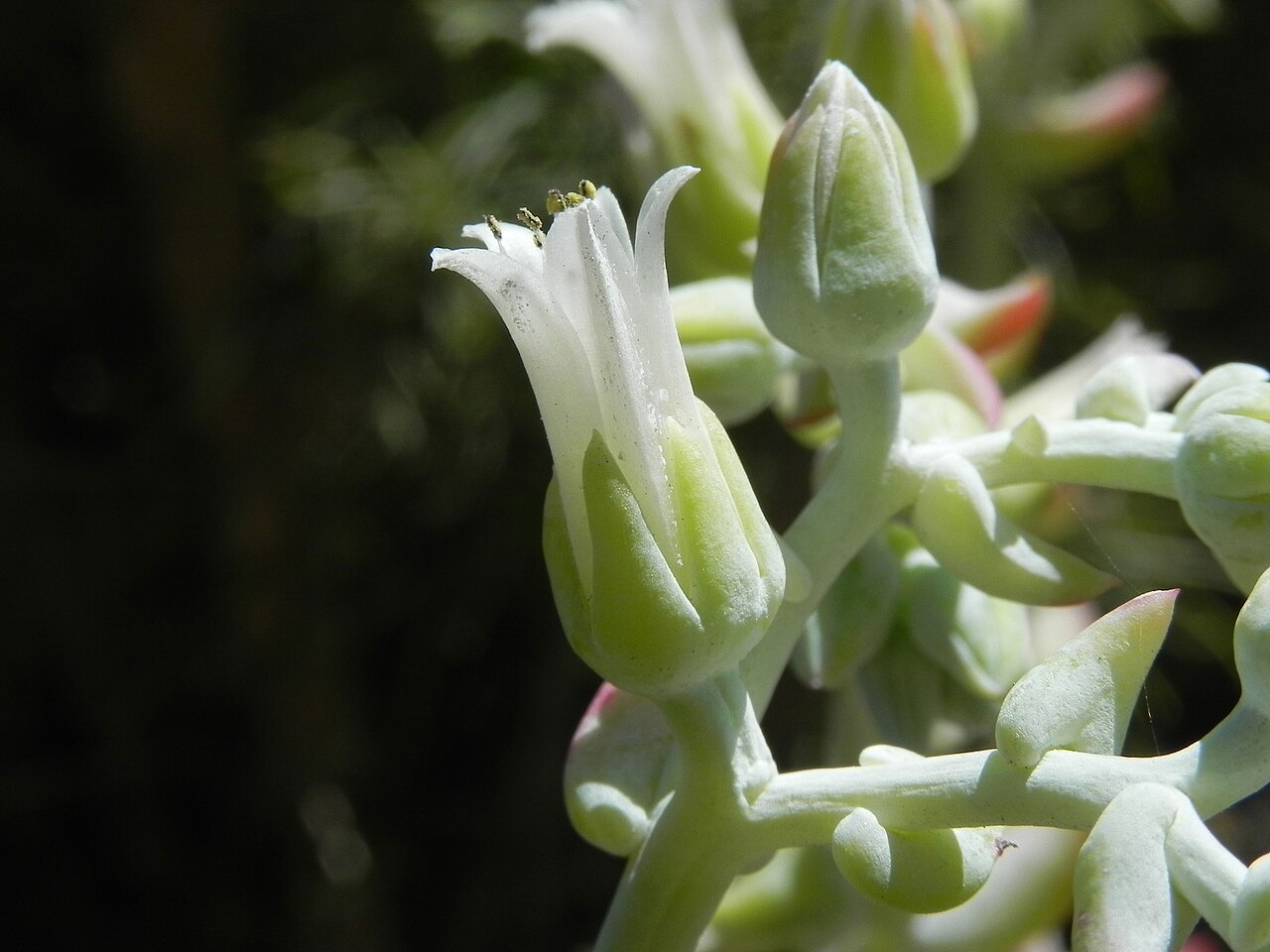 White-flowered liveforever: Dudleya albiflora flower