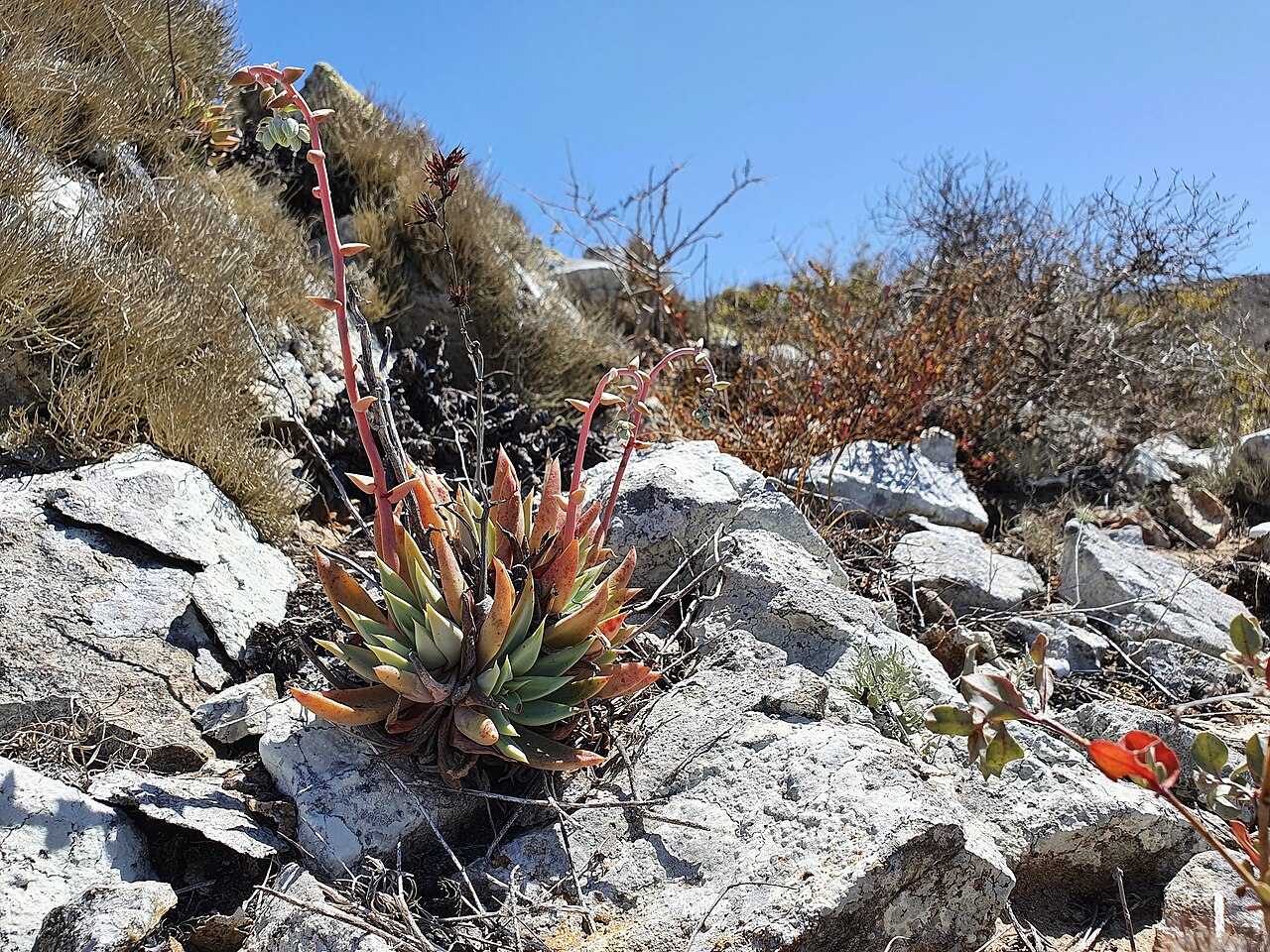 White-flowered liveforever: White-Flower Liveforever ( Dudleya albiflora ) in Mexico