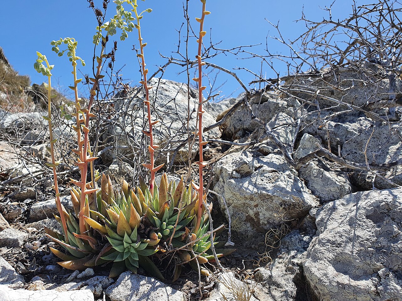 White-flowered liveforever: White-Flower Liveforever ( Dudleya albiflora ) in Mexico
