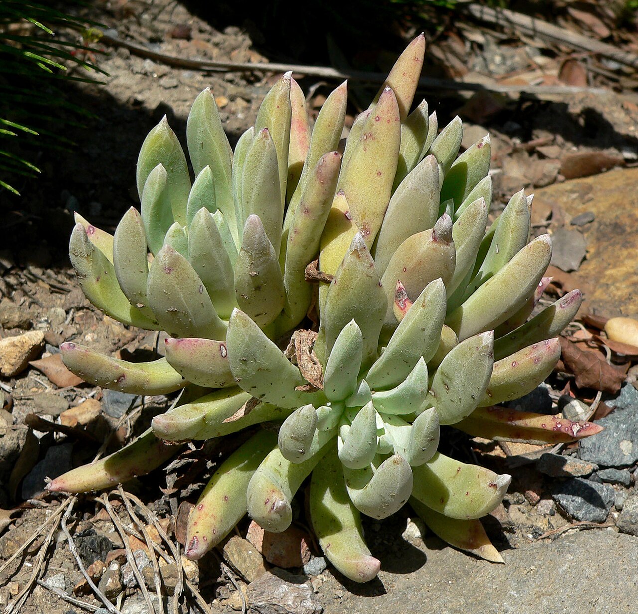 Todos Santos liveforever: Dudleya anomala at the University of California Botanical Garden , Berkeley, California