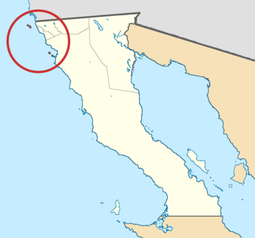 Todos Santos liveforever: Species distribution map of Dudleya anomala