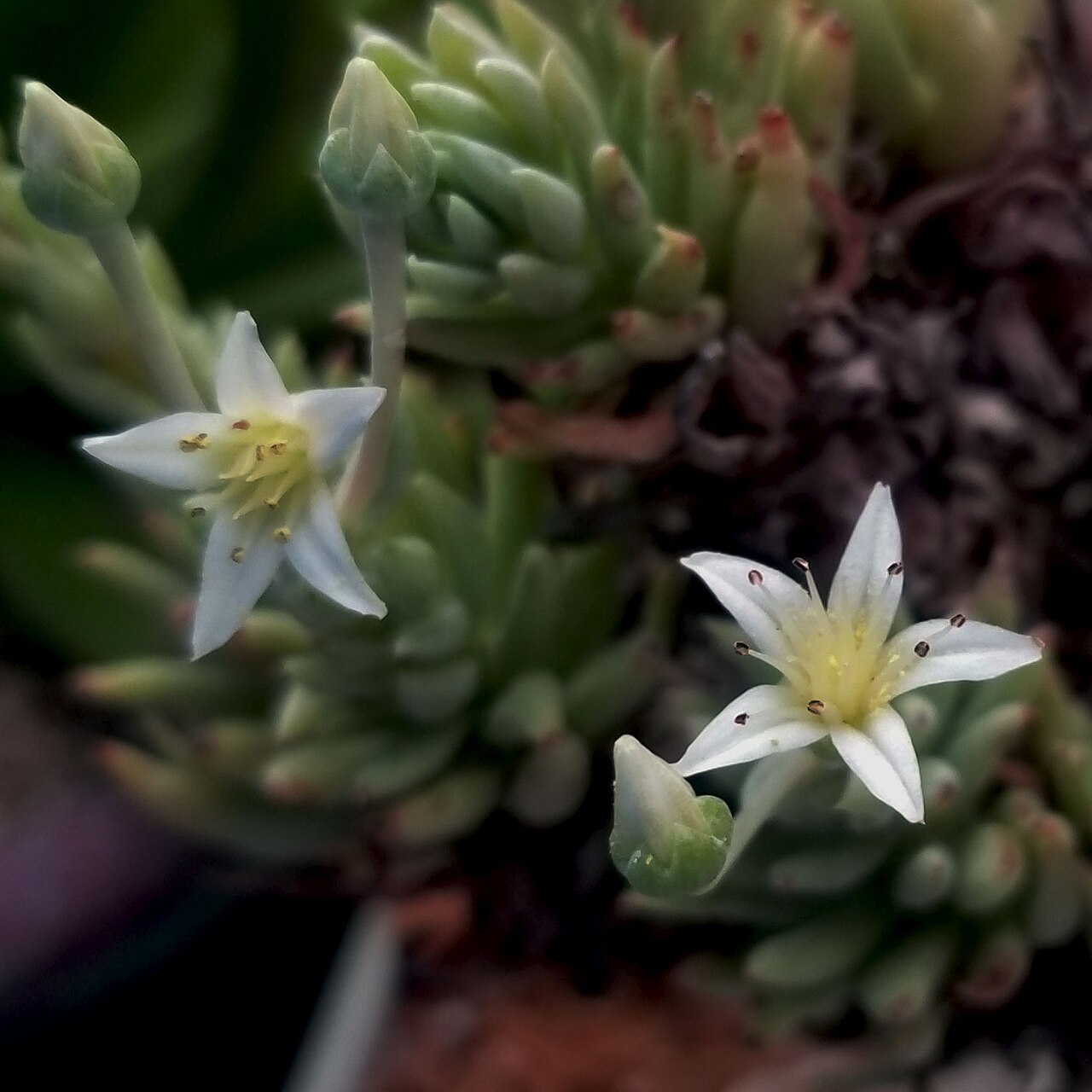 Todos Santos liveforever: Two flowers on a cultivated Dudleya anomala plant.
