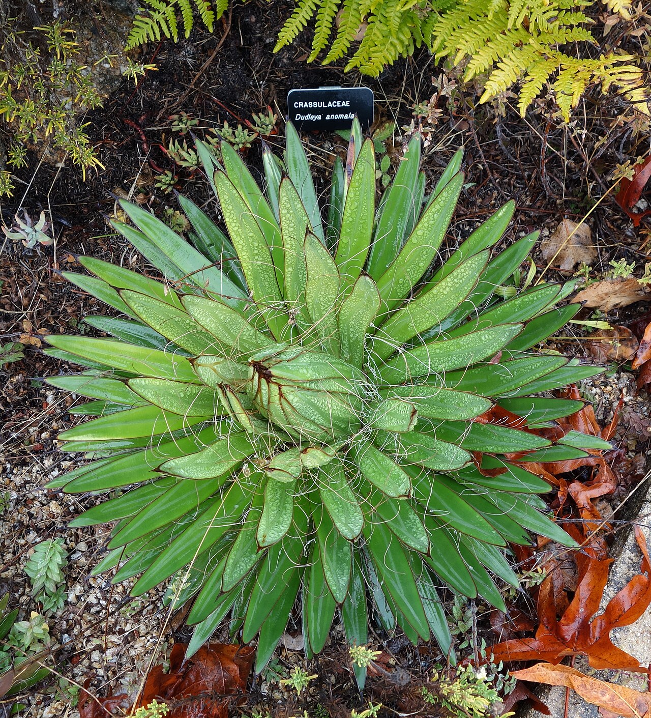 Todos Santos liveforever: Botanical specimen in the UC Santa Cruz Arboretum at the University of California, Santa Cruz - 1156 High Street, Santa Cruz, California, USA.