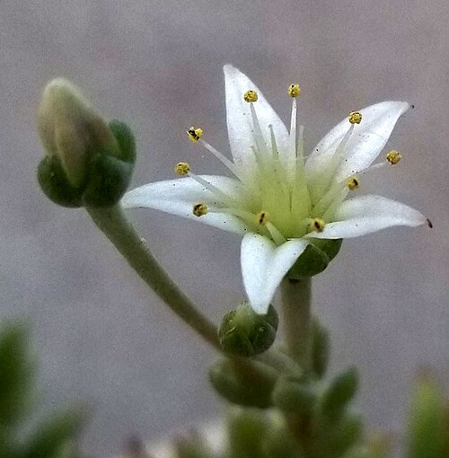 Todos Santos liveforever: A zoomed photo of the flower of a cultivated Dudleya anomala, with a bud in the background