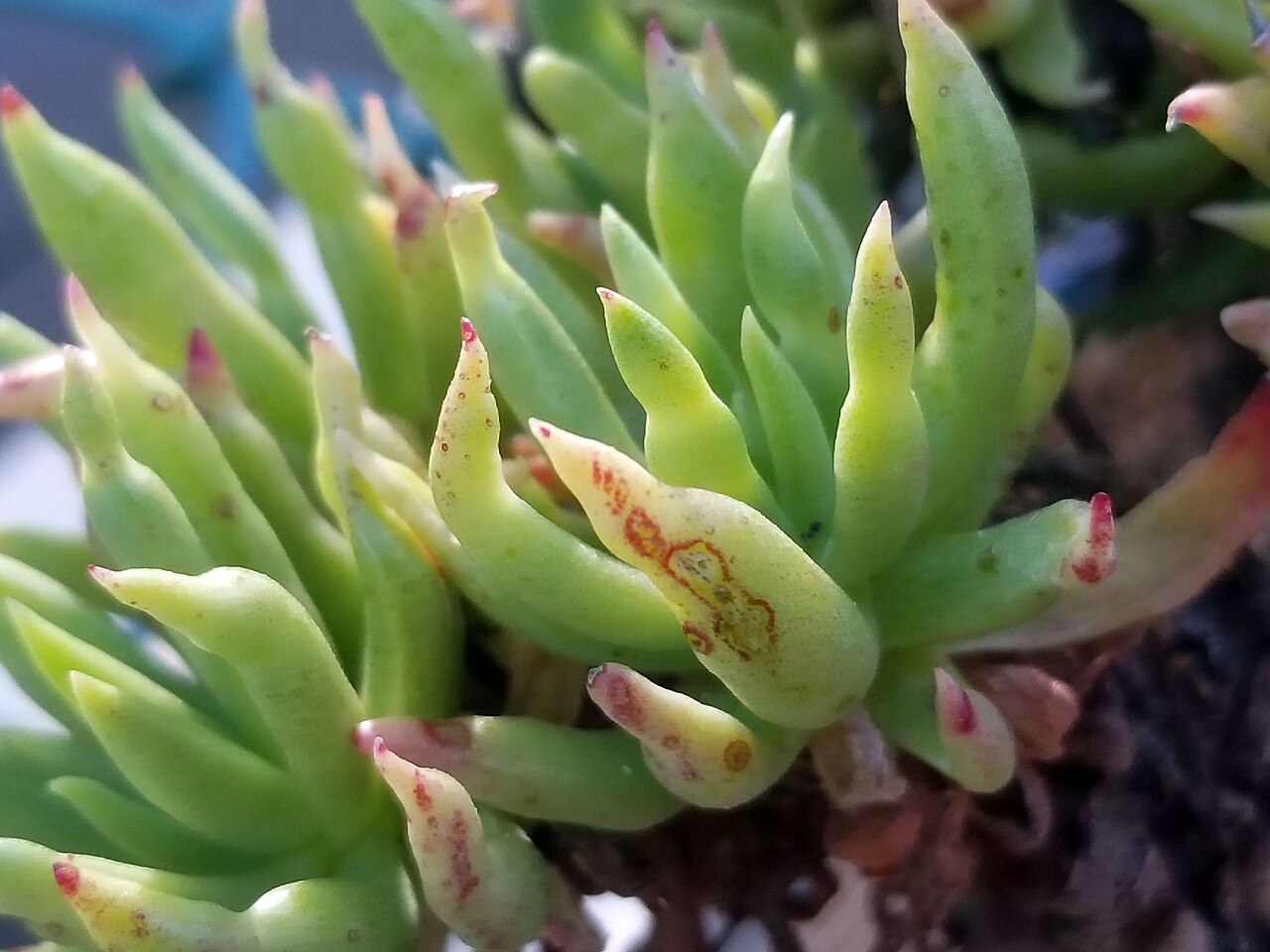 Todos Santos liveforever: Rosette of cultivated Dudleya anomala