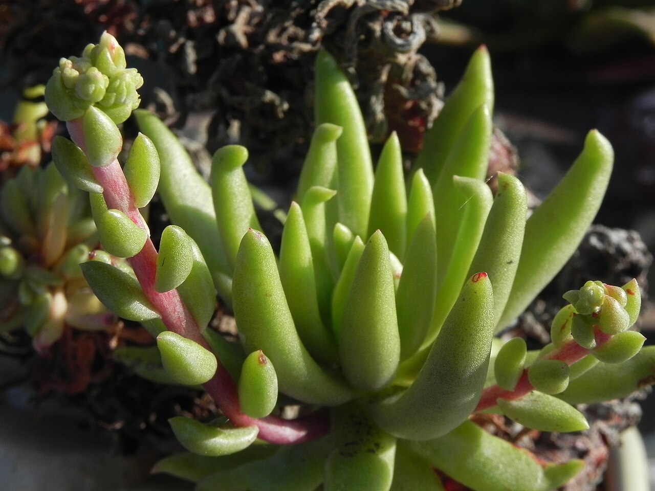 Todos Santos liveforever: A cultivated plant of Dudleya anomala, a rare succulent endemic to several islands and coastal locaities in Mexico, the picture focused on the rosette and with