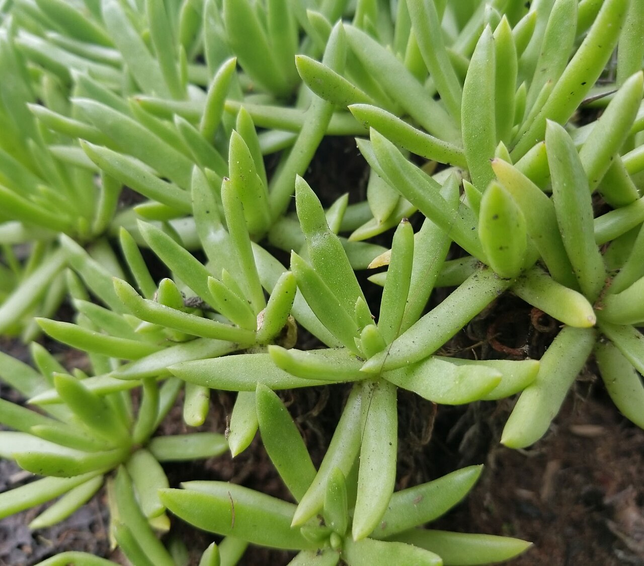 Todos Santos liveforever: Dudleya anomala at the Huntington Library