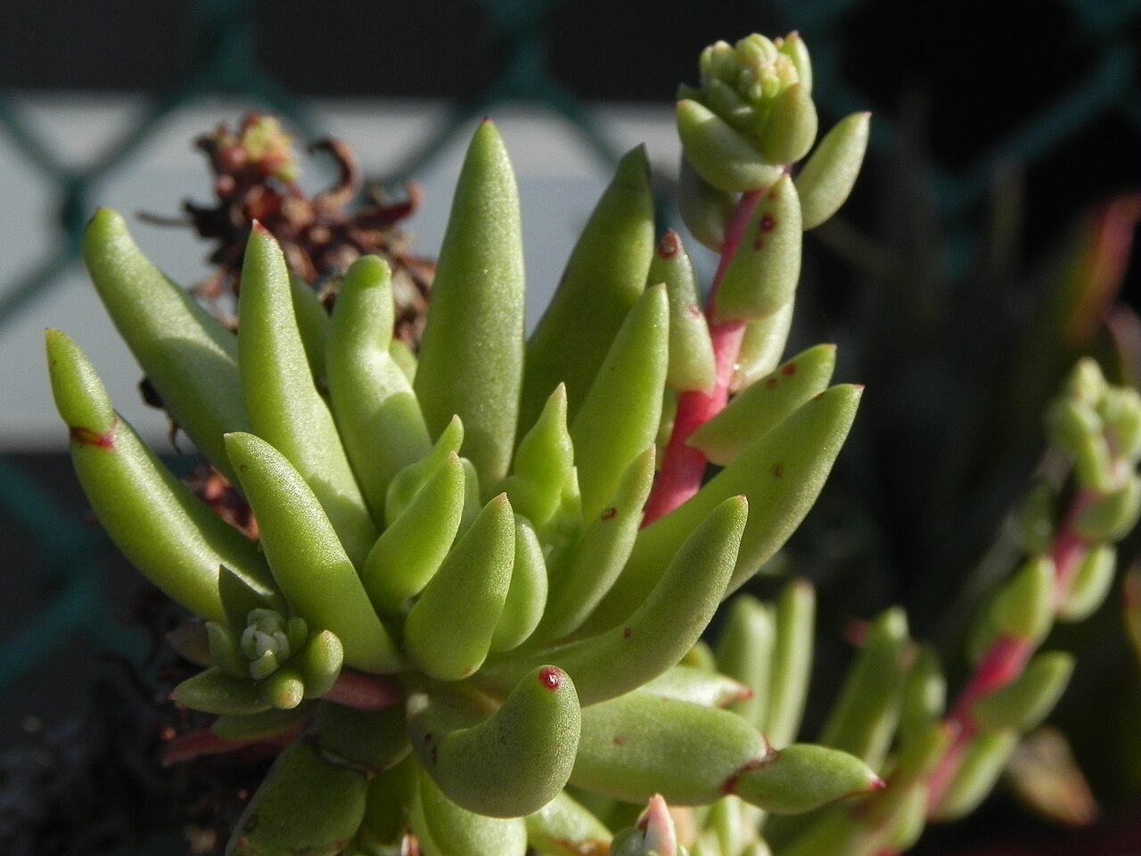 Todos Santos liveforever: A cultivated plant of Dudleya anomala, a rare succulent endemic to several islands and coastal locaities in Mexico, the picture focused on the rosette and with