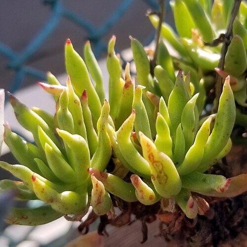Todos Santos liveforever: A rosette of a cultivated plant of Dudleya anomala