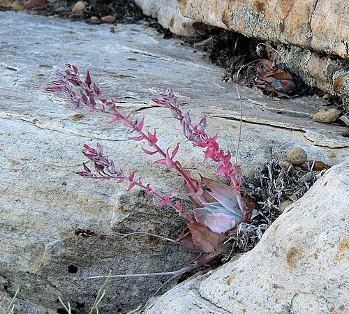 Dudleya arizonica: Dudleya arizonica in rocks just above White Rock Spring, Red Rock Canyon, Spring Mountains, southern Nevada