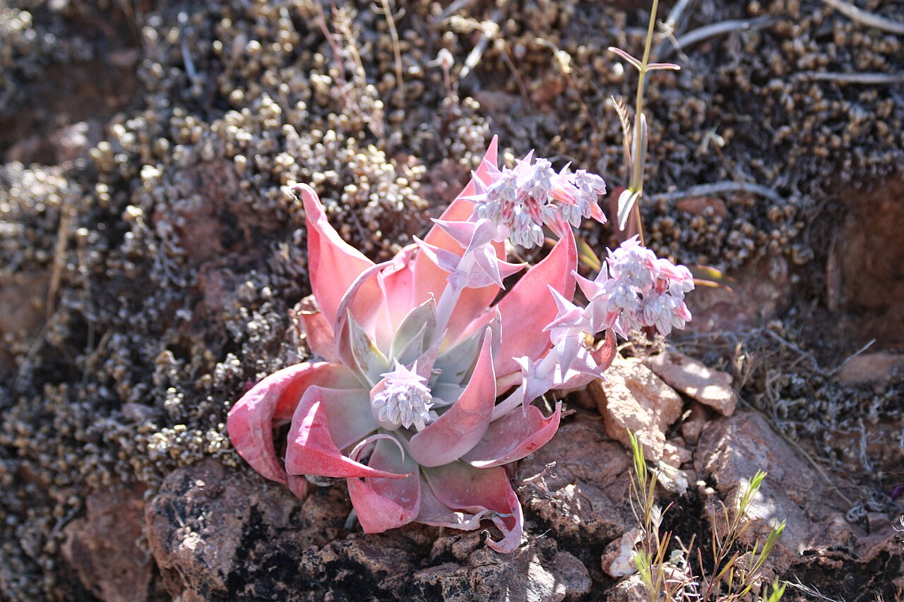 Dudleya arizonica: Arizona chalk dudleya